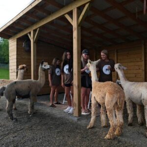 Four friends in matching brown shirts gently pet alpacas of all colors under a rustic wooden shelter during a peaceful farm brunch.