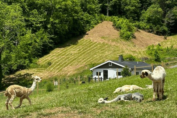 Home [durrantfarms.com]