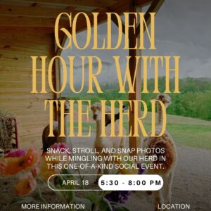 Golden Hour with the Herd