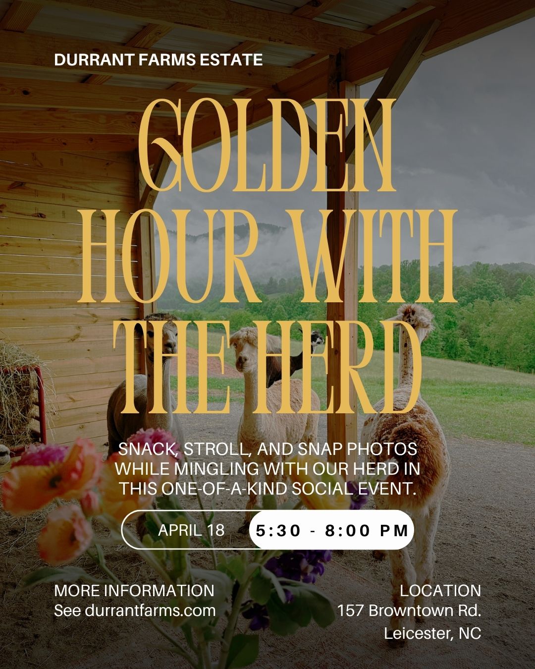 Golden Hour with the Herd