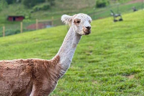 A llama is standing in a grassy field.