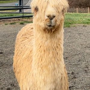 Micah's Yarn