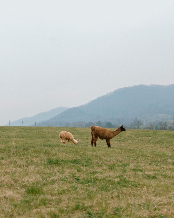 Brunch with Alpacas - Image 12