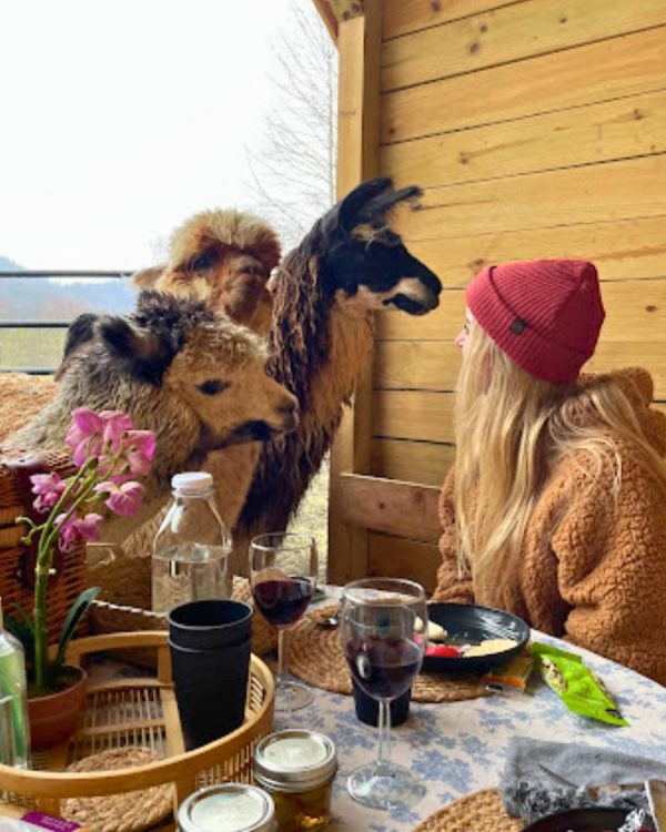 Brunch with Alpacas - Image 9