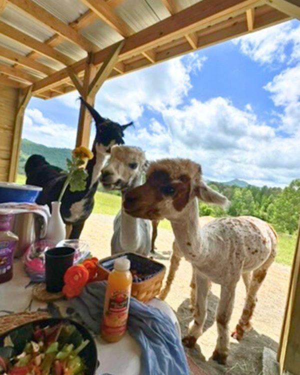 Brunch with Alpacas - Image 11