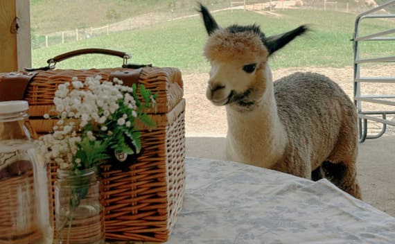 A llama standing next to a picnic basket on a table.