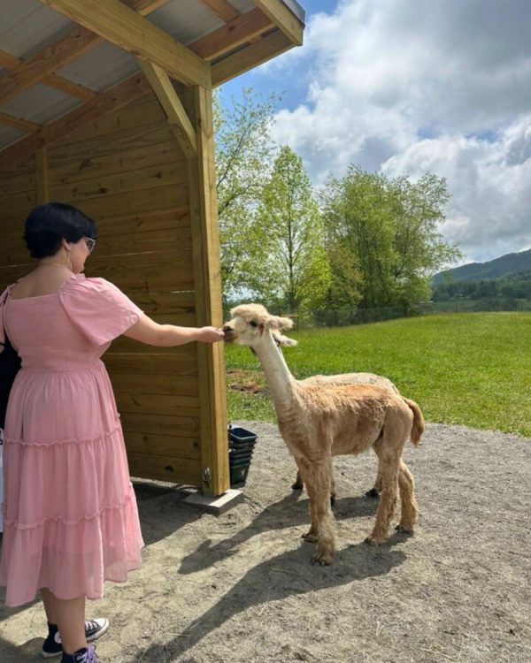Brunch with Alpacas - Image 6