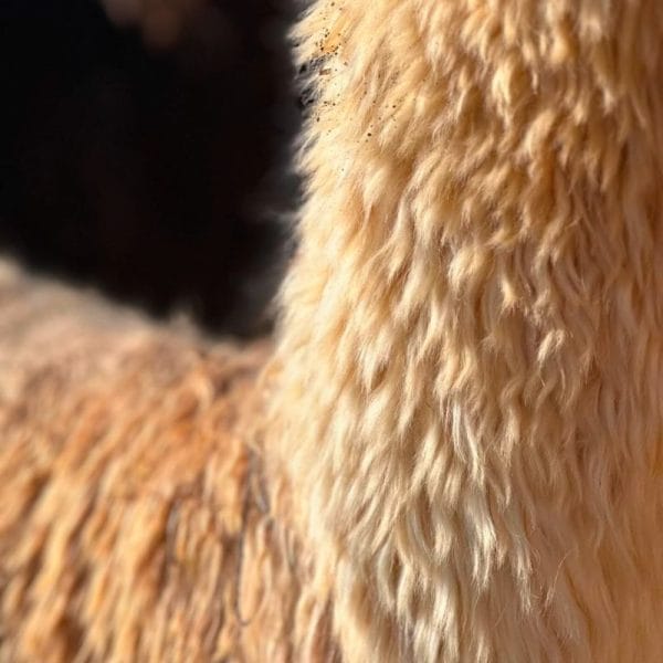 Micah's Yarn - Image 3