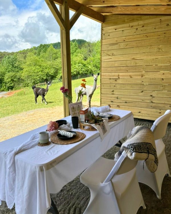 Brunch with Alpacas - Image 8
