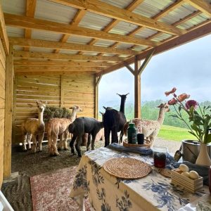 Brunch with Alpacas
