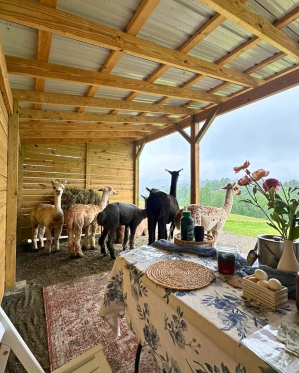 Brunch with Alpacas