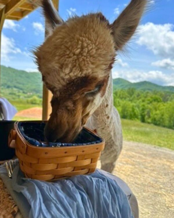 Brunch with Alpacas - Image 4