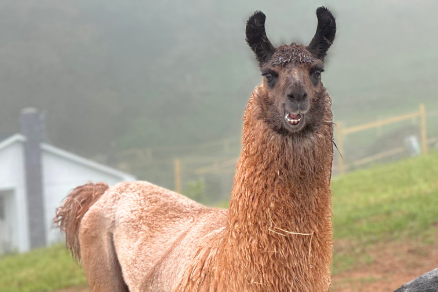 A llama is standing in front of a foggy field.