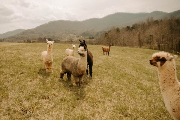 Brunch with Alpacas - Image 3