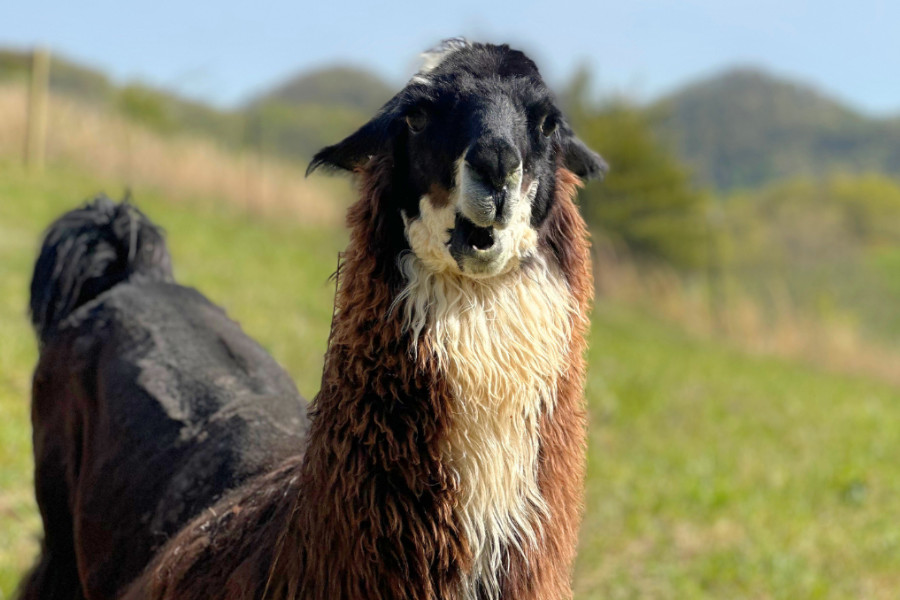 A llama is standing in a grassy field.