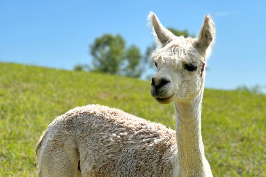 A white alpaca standing in a grassy field.