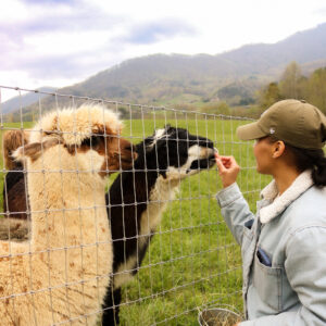 Brunch with Alpacas