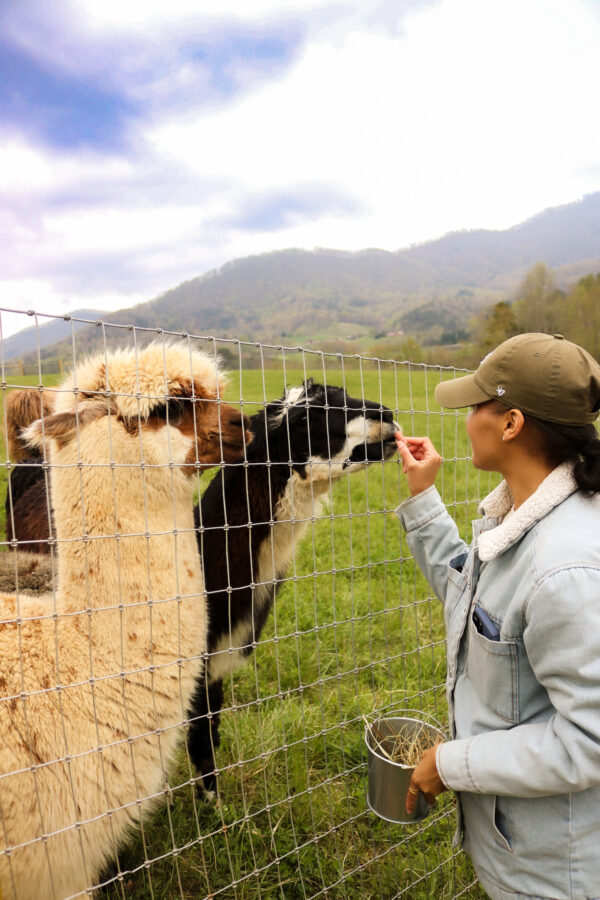 Brunch with Alpacas