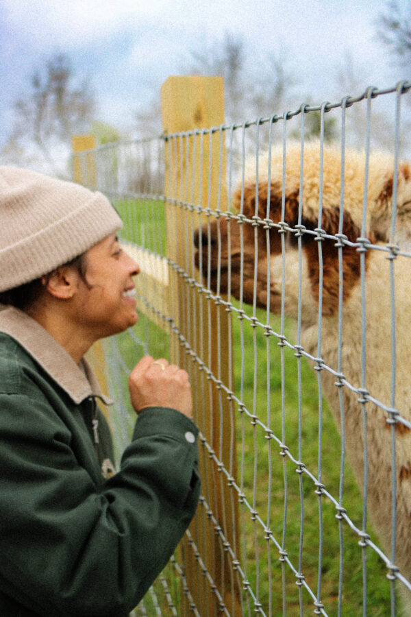 Brunch with Alpacas - Image 7