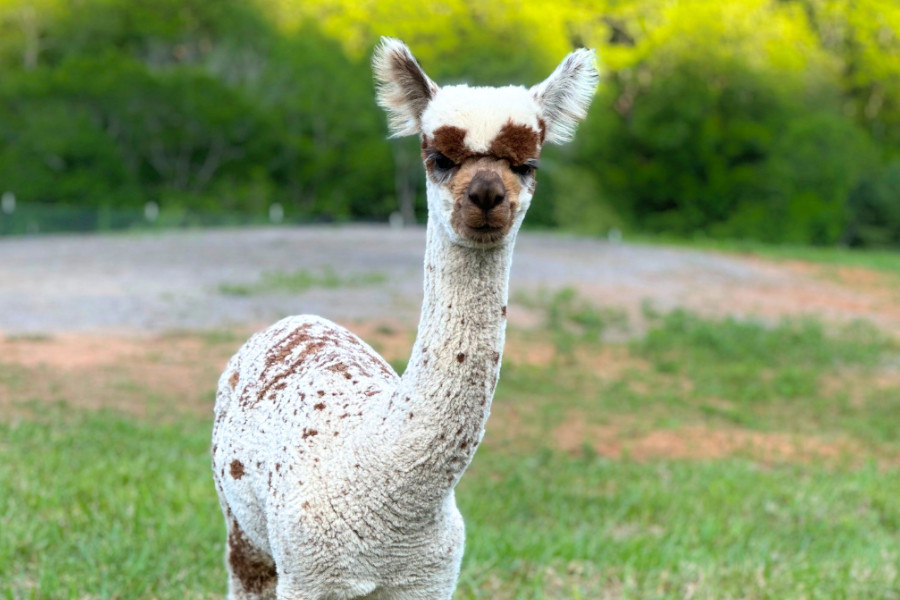 A white and brown alpaca standing in a field.