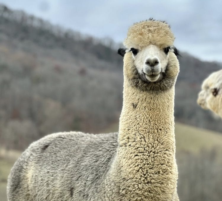 Two alpacas standing next to each other.