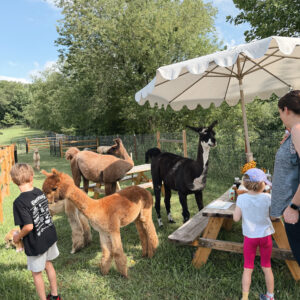 family brunch with alpacas, green grass, blue sky, tan umbrella over picnic bench surrounded by alpacas and llamas