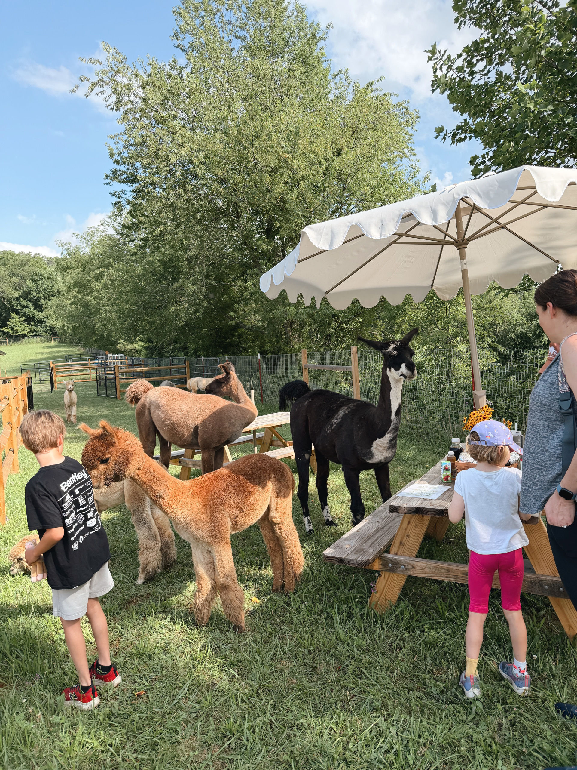 family brunch with alpacas, green grass, blue sky, tan umbrella over picnic bench surrounded by alpacas and llamas