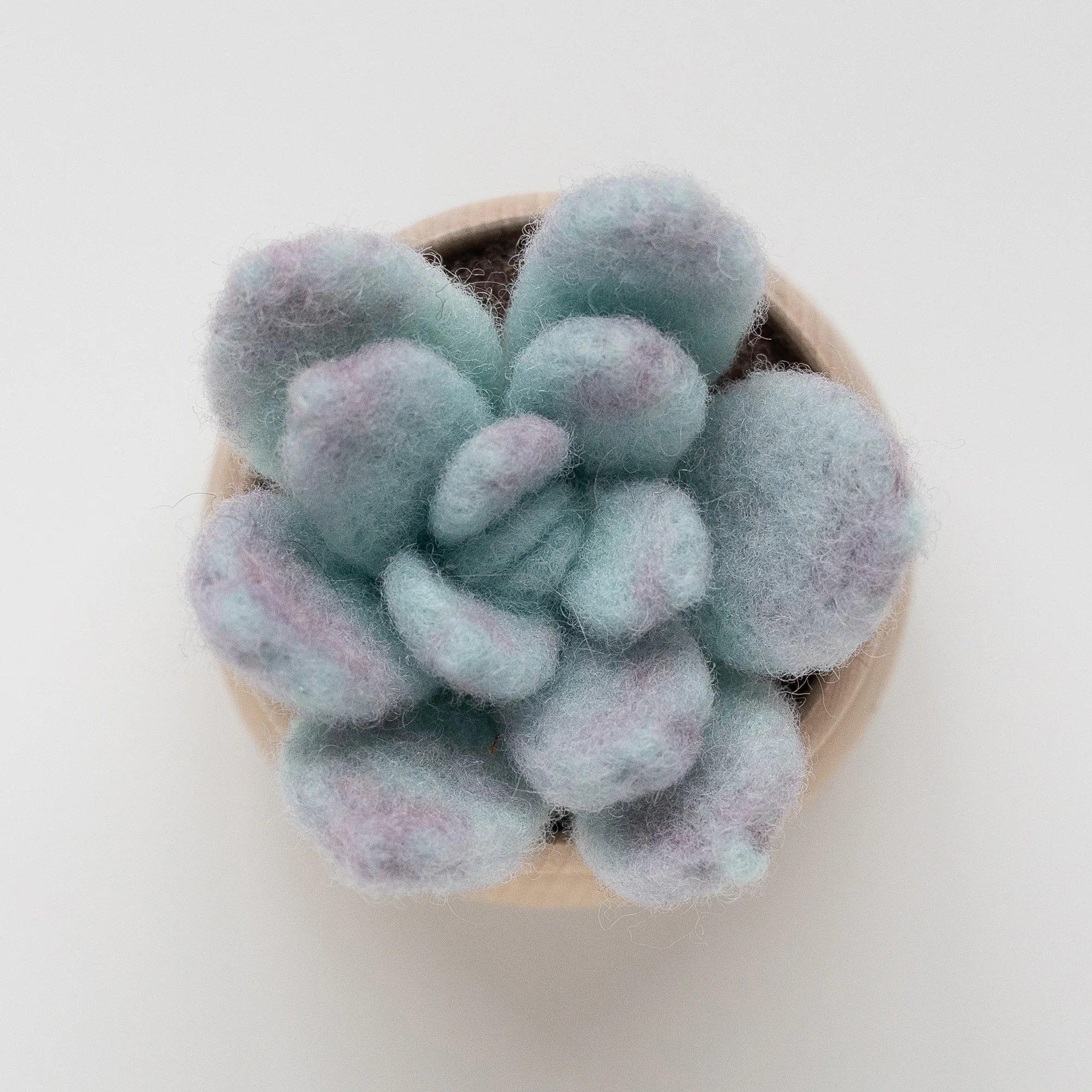 A small DIY Ghost Plant Succulent Mini Needle Felting Kit in a wooden pot.