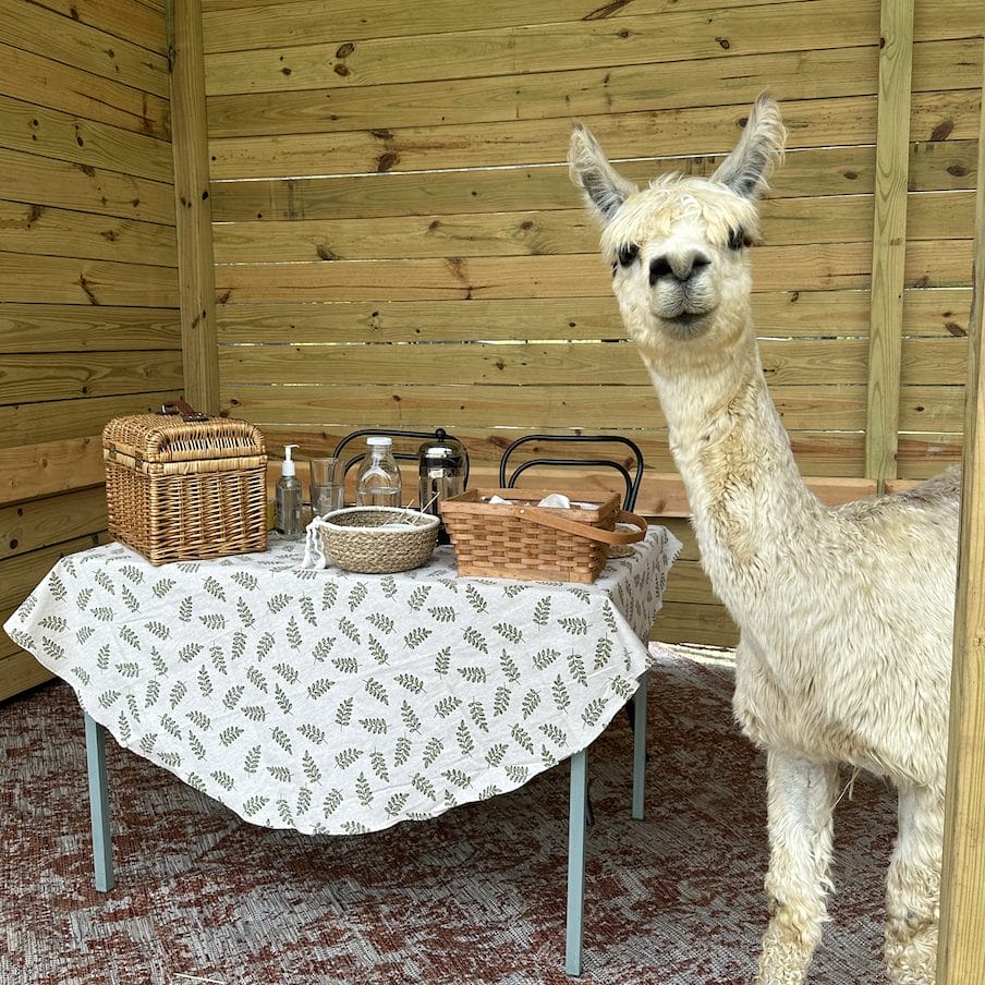 Alpaca with Brunch Setting