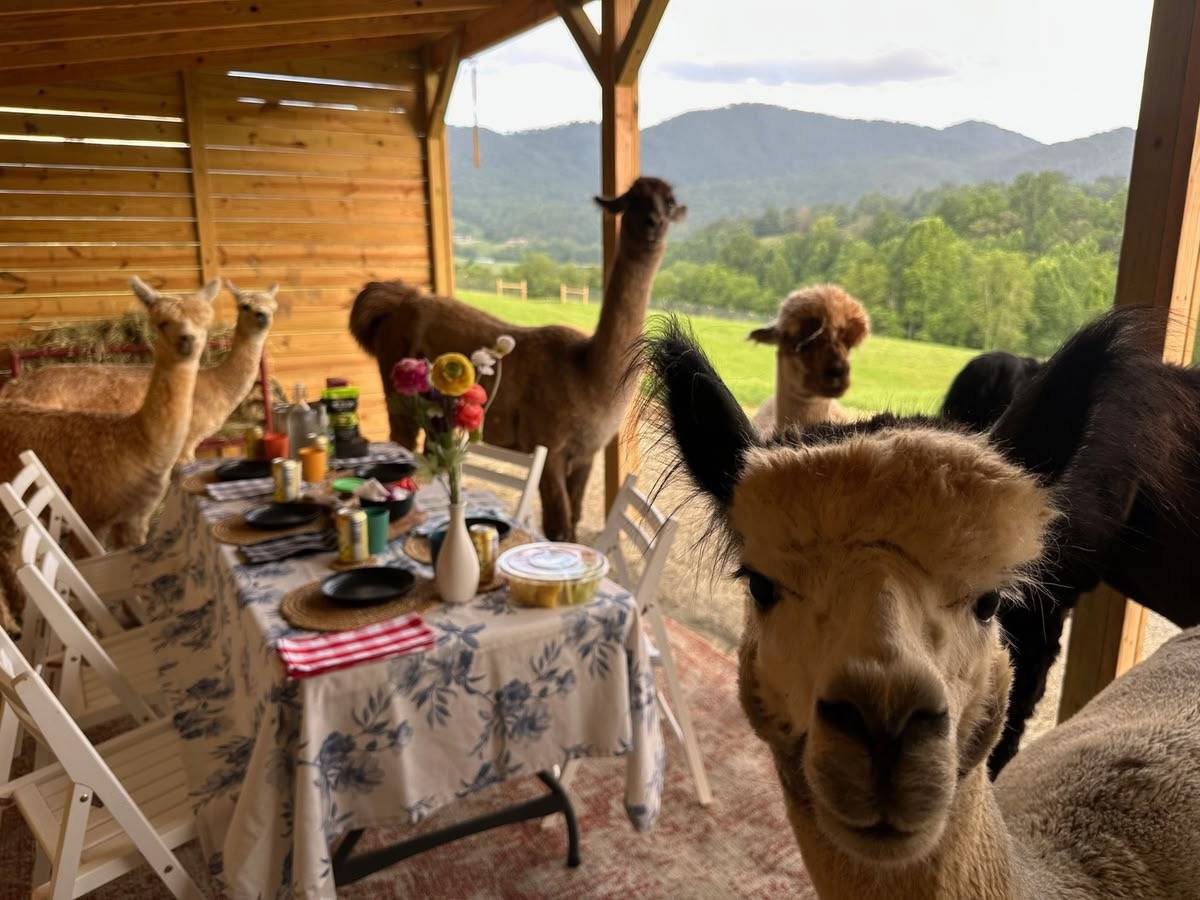 Alpacas gather by a rustic outdoor dining table beneath a wooden shelter, framed by mountains and lush green fields on the farm.
