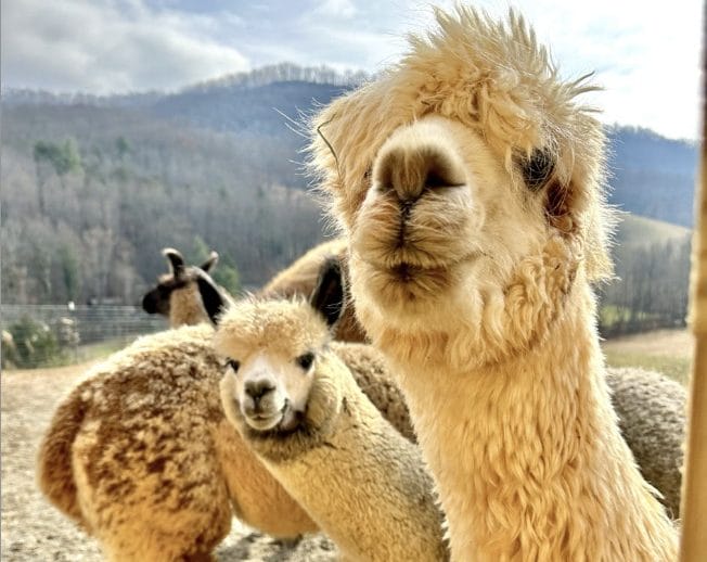 A group of alpacas standing next to each other.