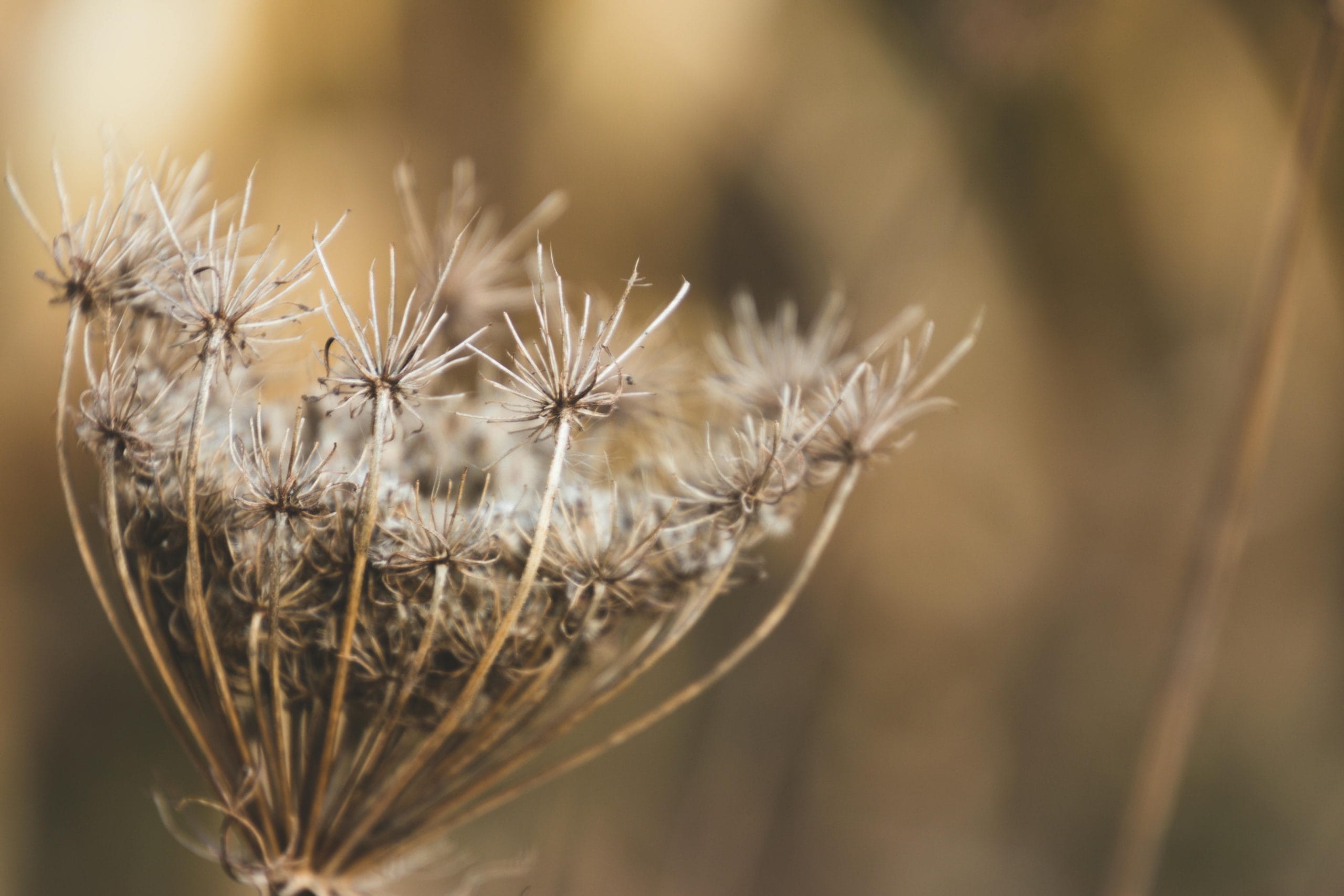 queen anne's lace Photo by Dan Hamill: https://www.pexels.com/photo/shallow-focus-photography-of-white-boneset-flower-672035/