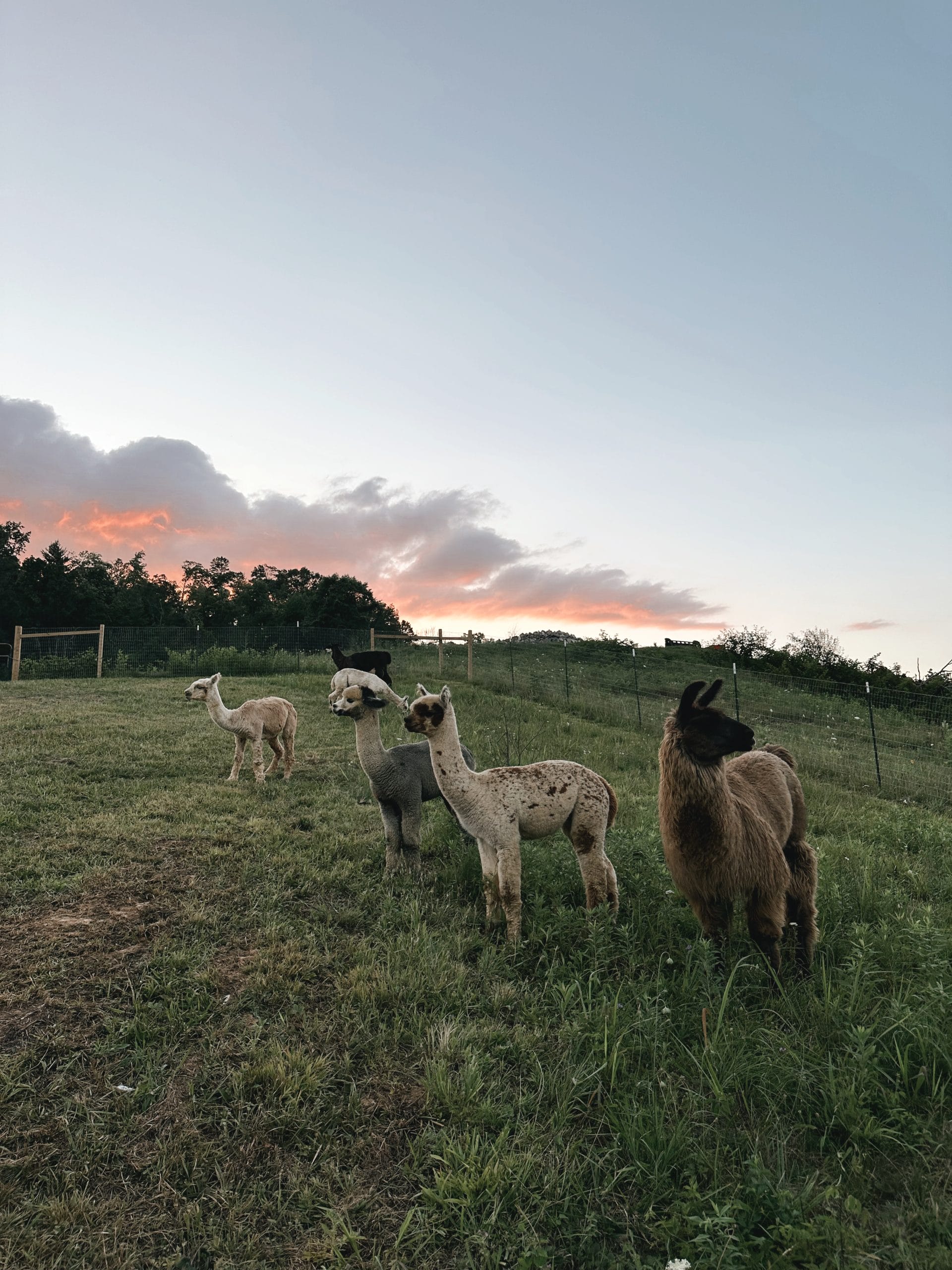 alpacas and llamas in the pasture at dusk