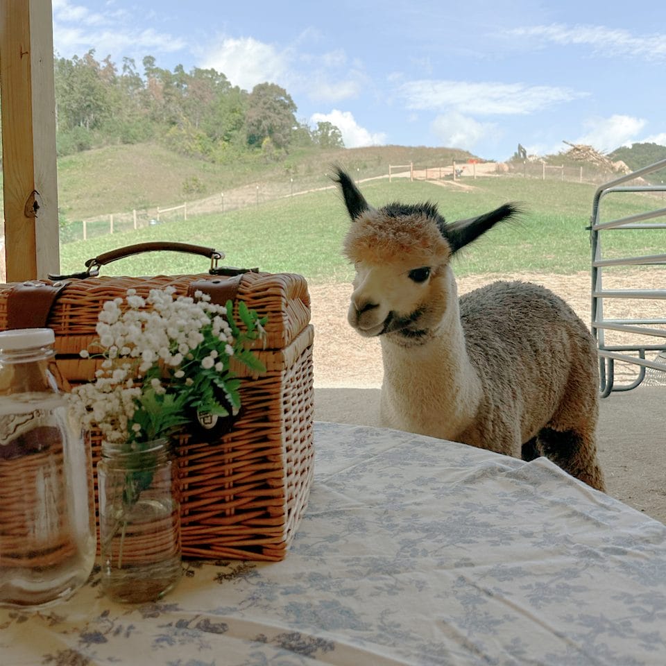 Alpaca with water, flowers and picnic basket at Alpaca Happy Hour