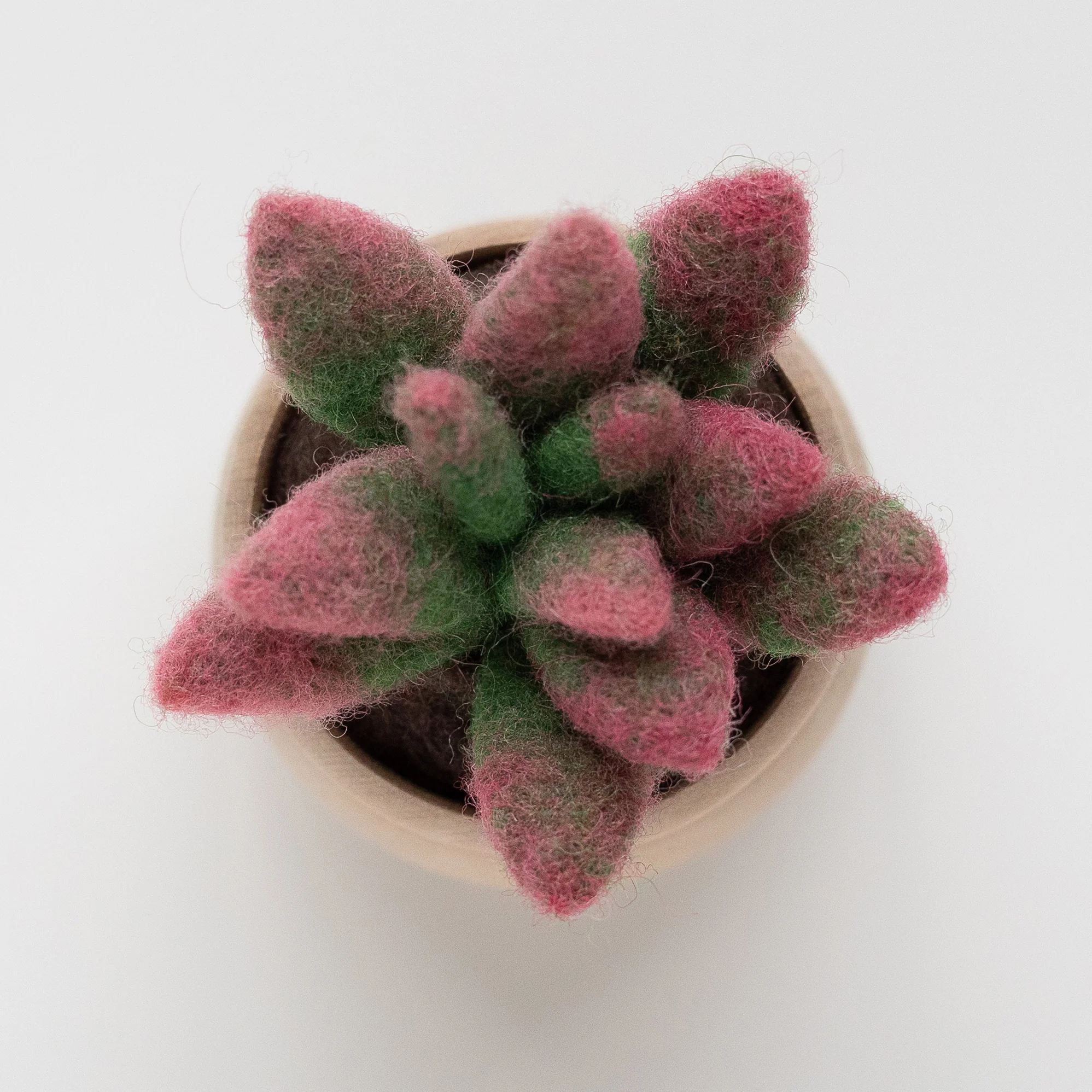 A pink and green DIY Sunrise Succulent Mini Needle Felting Kit in a pot.